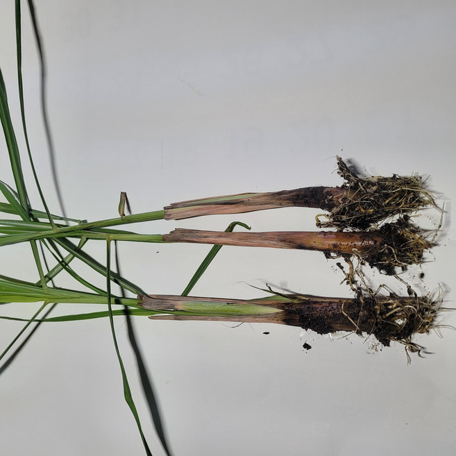 레몬그라스모종1개 cay sa 동남아향신채 lemon grass 똠냥꿍 허브차 다년생 실내월동, 1개
