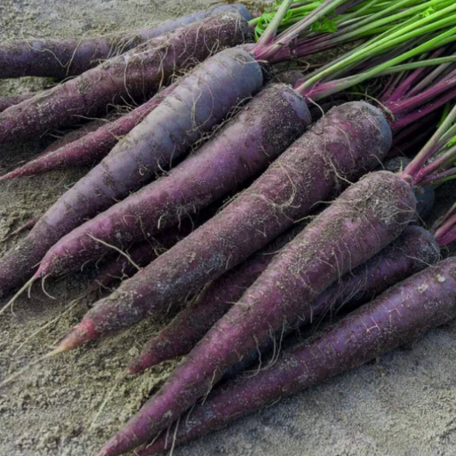 [산지직송] 해남 자색당근 보라색당근, 1개, 1Kg(못난이)