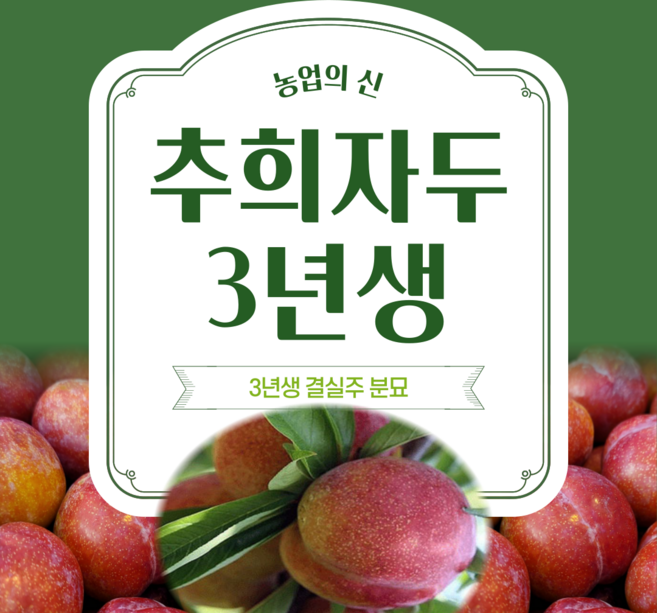[농업의 신]추희 자두나무 결실주 3년생 분묘 가을자두 유실수 묘목, 1개