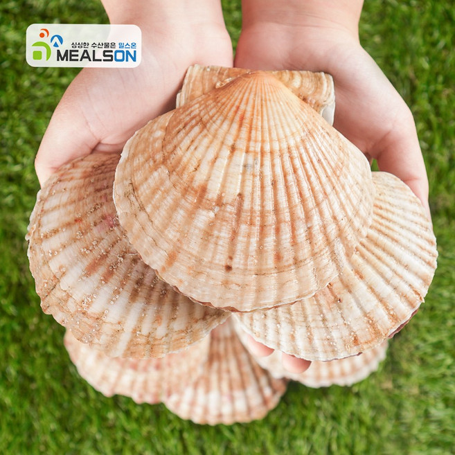 밀스온 제철 대왕 가리비 왕 큰 조개 참가리비, 2개, 1kg, 참가리비 (12-16미)