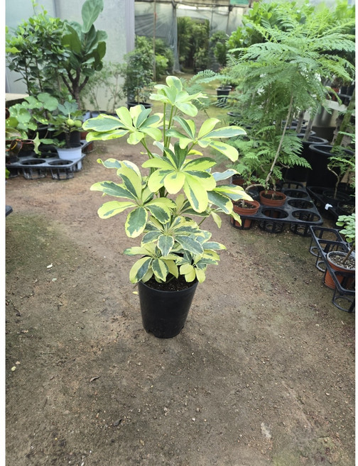 칼라홍콩야자 박씨농원