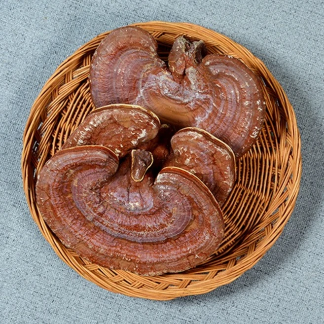 국내산 영지 영지버섯 통(500g), 1개 - 쿠팡