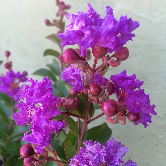 배롱나무 왜성종 P10포트묘 신품종, 자금령 P10포트, 수량, 1개