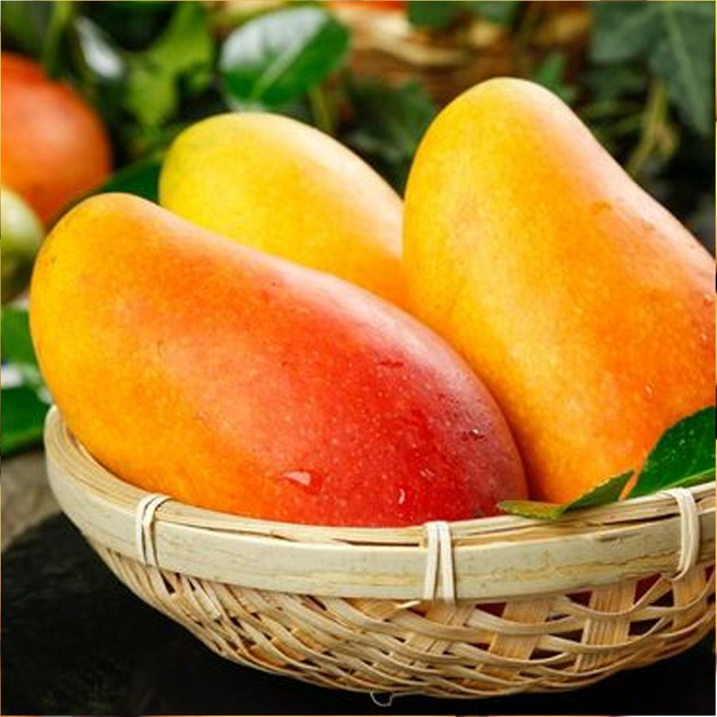 [항공직송] 농산애 골드 마하차녹 태국 무지개 망고, 1세트, 5kg(15과내외)