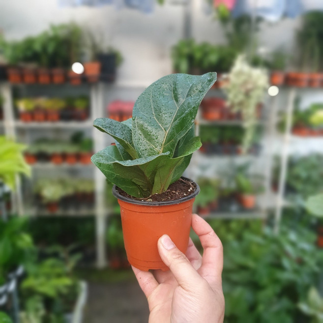 떡갈고무나무 소형 공기정화식물 가드닝 플랜테리어 에이피플랜츠, 1개, 기본