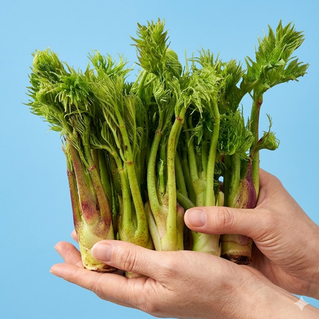 [초특가할인]자연산 참두릅 산지직송 국산 두릅, 1개, 300g