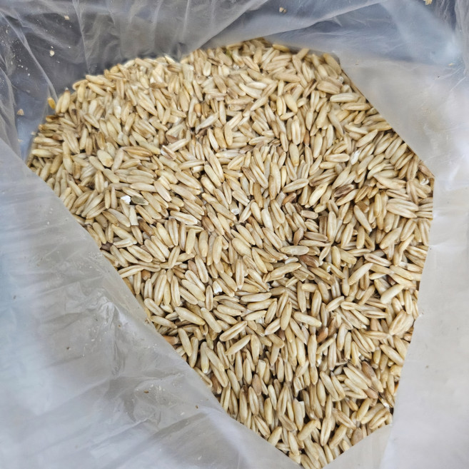 전남 곡성 산지직송 국산 귀리 국내산 귀리, 1박스, 5kg