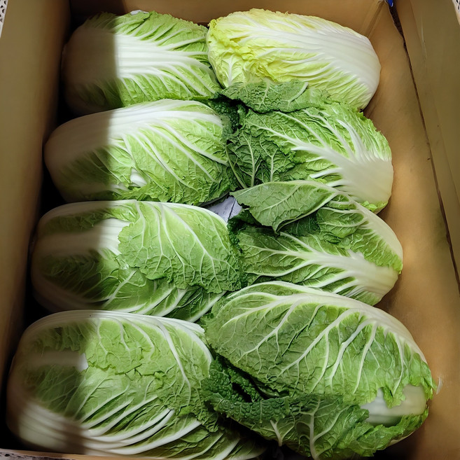 국내산 알배기배추 알배추 쌈배추 특 상 백산상회, 1박스, 상(12포기~14), 6kg