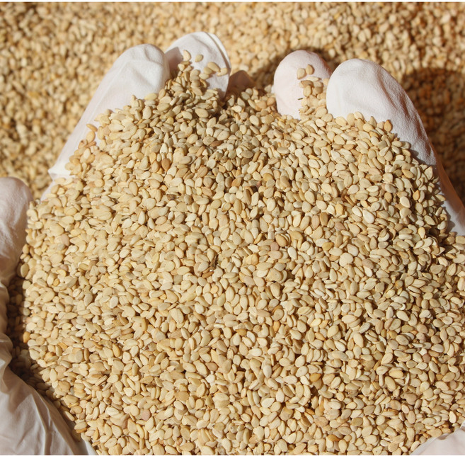 2025년 국산 참깨 햇참깨, 1kg, 1개