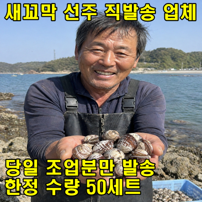 오늘 조업 산지직송 싱싱하게 살아있는 새꼬막 3kg, 1세트, 3키로