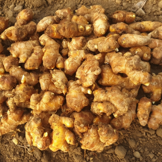 국산 토종 씨생강 봉동 종자 생강, 1개, 10kg