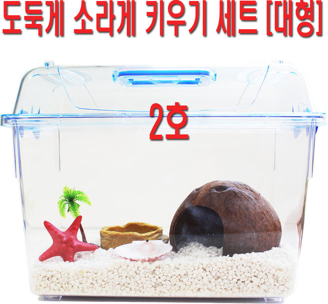 소라게 도둑게 스마일게 스마일크랩 키우기 대형 1호 세트 [ 대형 ], 1개, 도둑게 2호 [대형]코코넛