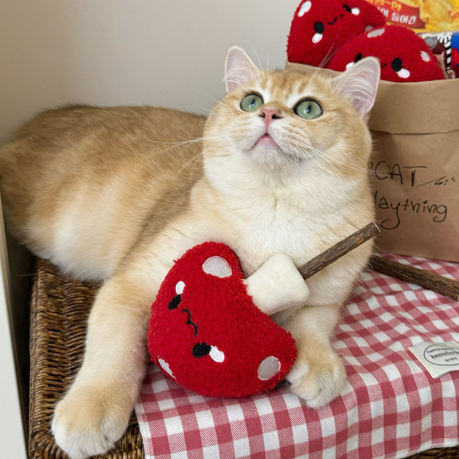 Arsjuo 고양이 장난감 고양이 이갈이 장난감 고양이 마따따비, 1개, 레드