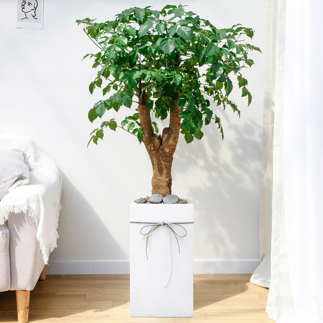 드셀플라워 금전수 돈나무 개업 화분 집들이 선물 승진 사무실 이전 병원 개원 식당 개업식 축하 화분 배달 당일배송 대형 화이트 사각 시멘트, 1개, 14.대형_해피트리 화이트 사각 시멘트