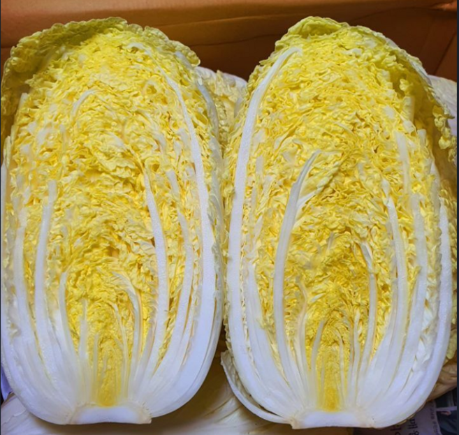 대박농수산 행사 알배기 배추 알배추 쌈배추, 못난이 알배기 배추 한박스(12-20통), 1박스, 6kg