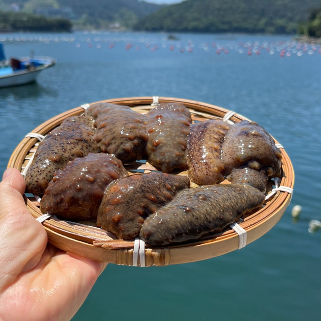산지직송 거제도 해녀가 직접 채취한 해삼 제철 자연산 해삼회 500g 1kg, 해삼 500g, 1개