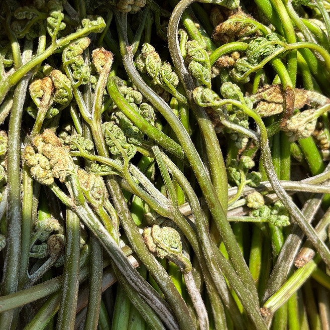 [하루20박스] 국산 햇 생고사리 고사리 산지직송, 1박스, 1kg