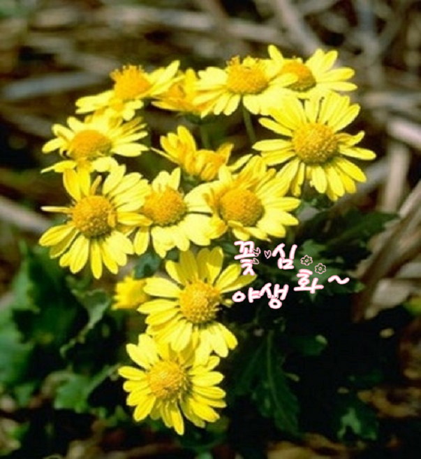 꽃심야생화 감국 노지월동다년초 1~20포트 국화차재료 꽃차 약용식물 규격8cm포트묘, 2개