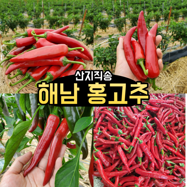 (농가직송) 특품 홍고추 해남 붉은고추, 1개, 5kg