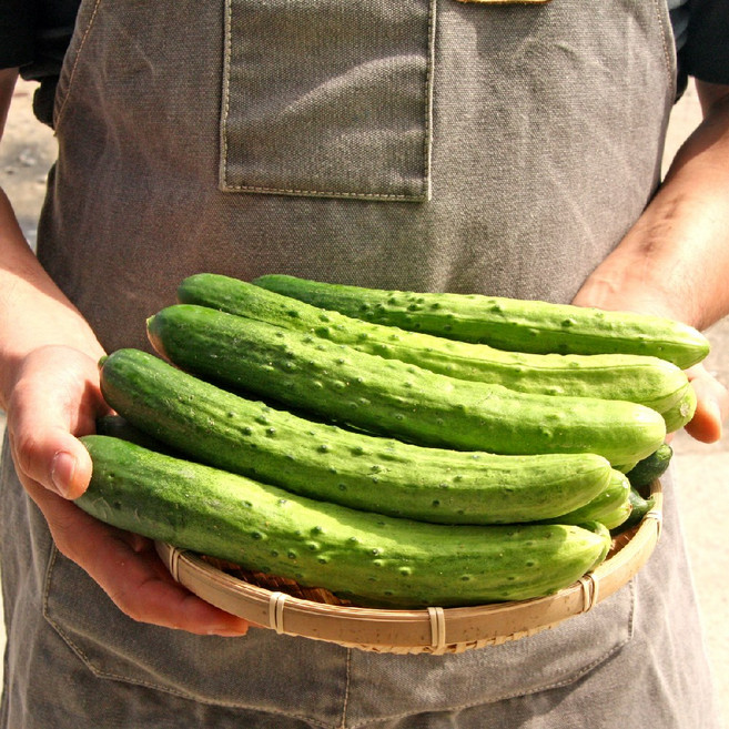 대아프레시 야채 아저씨네 싱그러운 국내산 냉국용 오이, 10개, 국내산 백오이
