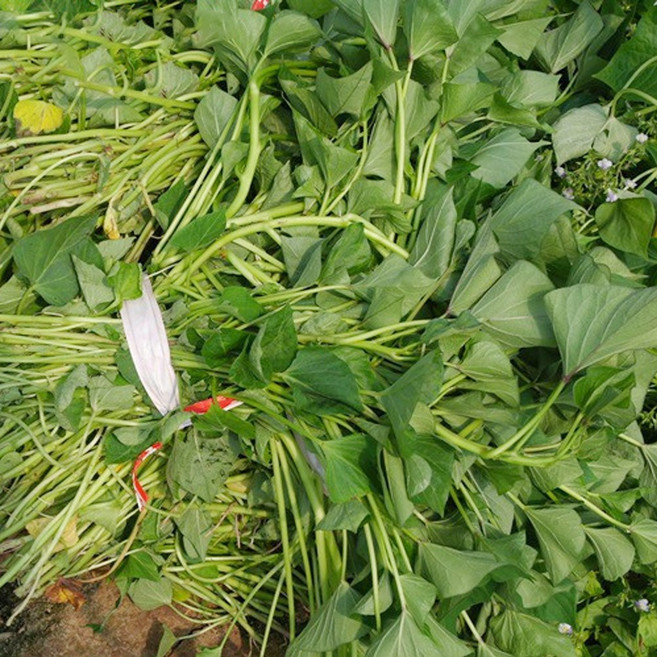 알담 해남 밤 고구마 모종 3/5/0/20 키로 고구마순, 3kg, 1개