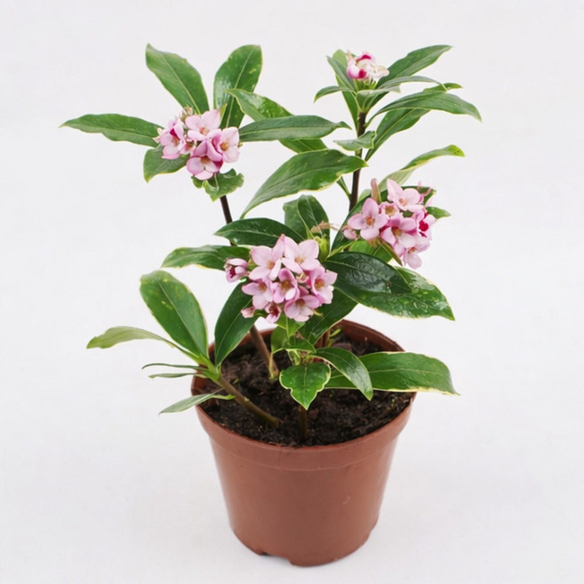 갑조네 천리향(소품) 나무 화분 묘목 서향나무 꽃화분 실내정화식물 향기나는꽃 겨울꽃 야생화, 2개, 단일