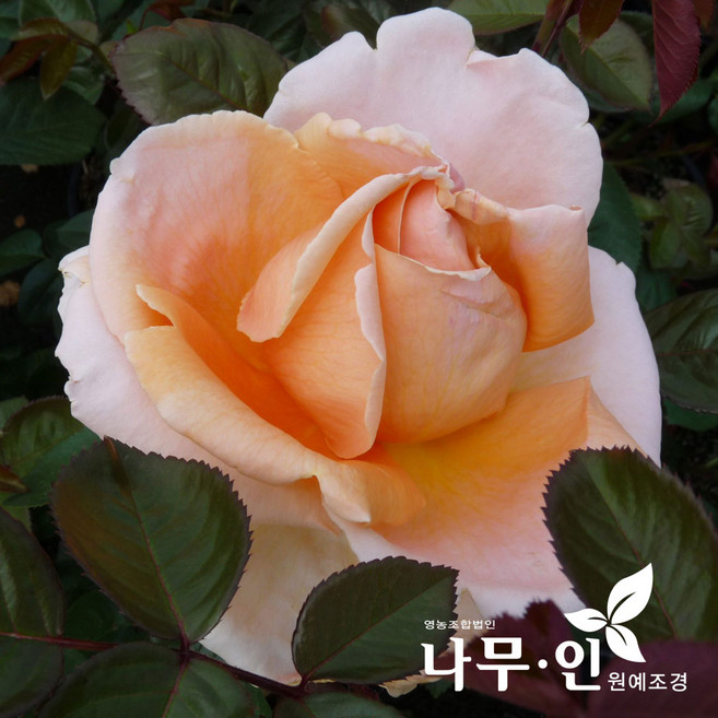 [나무인] 고급사계정원장미 아바에드클루니 30품종