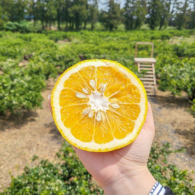 제주아꼼이네 제철 하귤 산지직송, 1박스, 9kg(랜덤과)