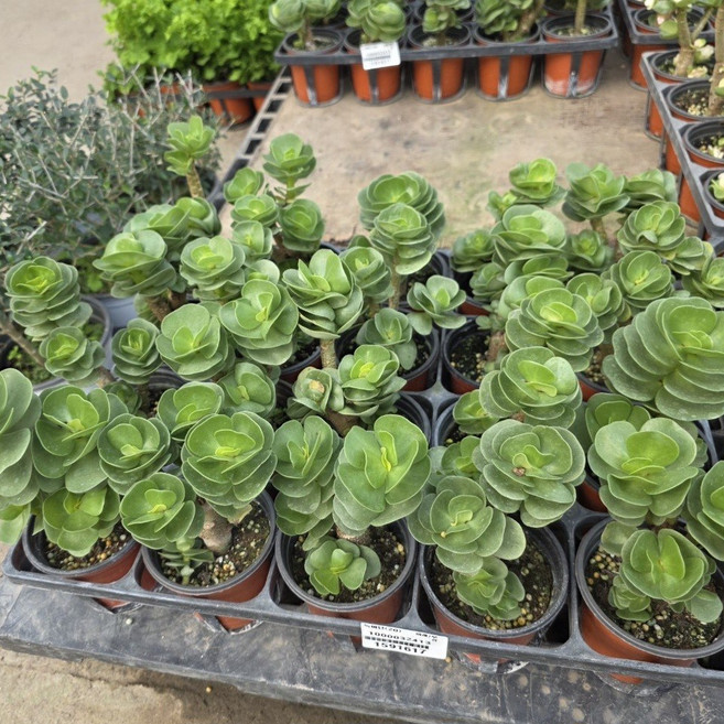 [2개묶음] 녹비단 인테리어식물 재물 행운식물 반려식물 다육식물 공기정화식물 109 화원 농원, 1개, 기본