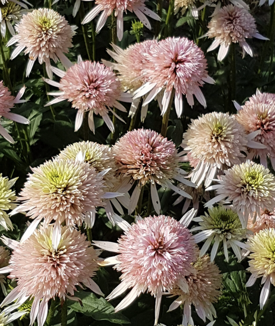 겹에키네시아모종 체리플러프 5치포트모종 노지월동야생화 다년초, 1개