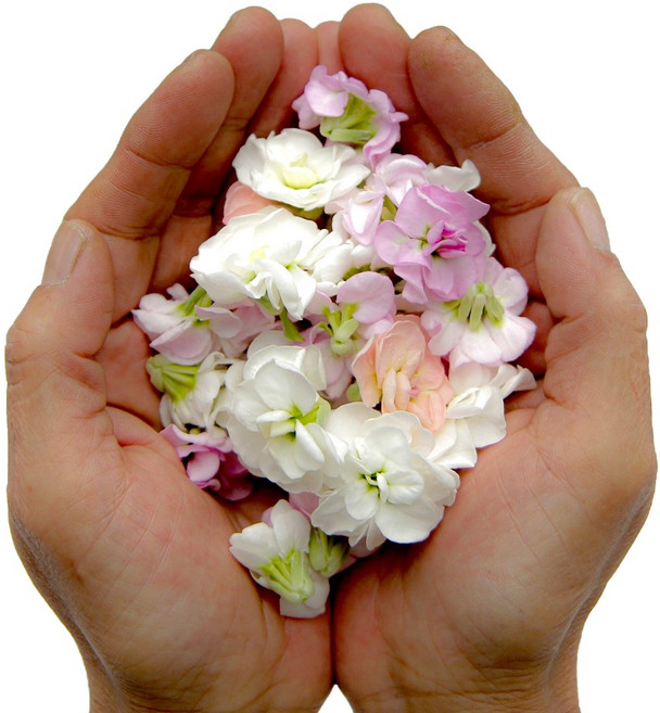 식용꽃 국내산 스토크 30송이 1팩 스톡 가니쉬 음료데코 베이킹재료, 1개