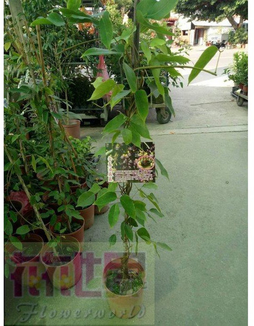 蔓藤植物 常春油麻藤 4吋盆 高100-140cm 沖繩香花植物【花花世界玫瑰園】, 1個