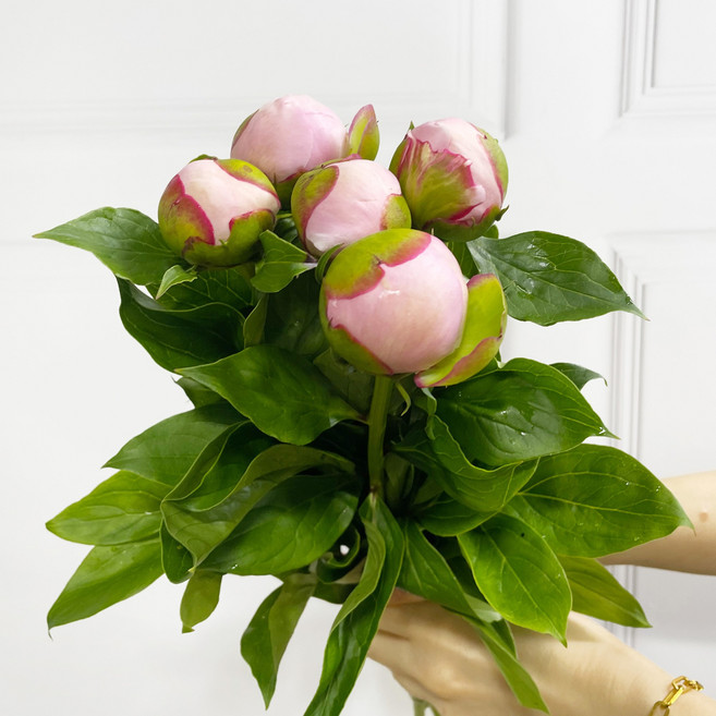 (플라워365마켓) 작약 연핑크 꽃배달 싼곳 도매 생화꽃 경매 택배 발송, 5송이, 1개