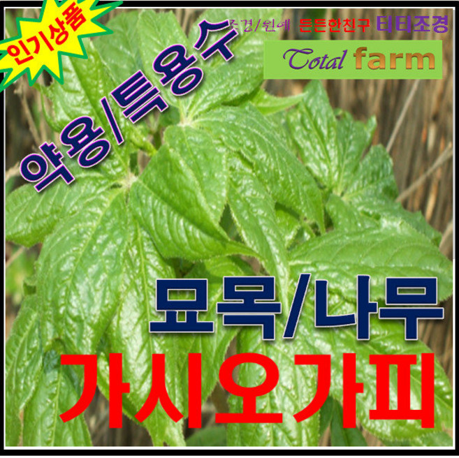 GS/ 제2의 인삼/ 가시오갈피 실생1년생 5주, 1개
