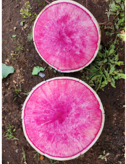 수박무 국내산 청피홍심무 자색무 햇무, 1개, 5kg