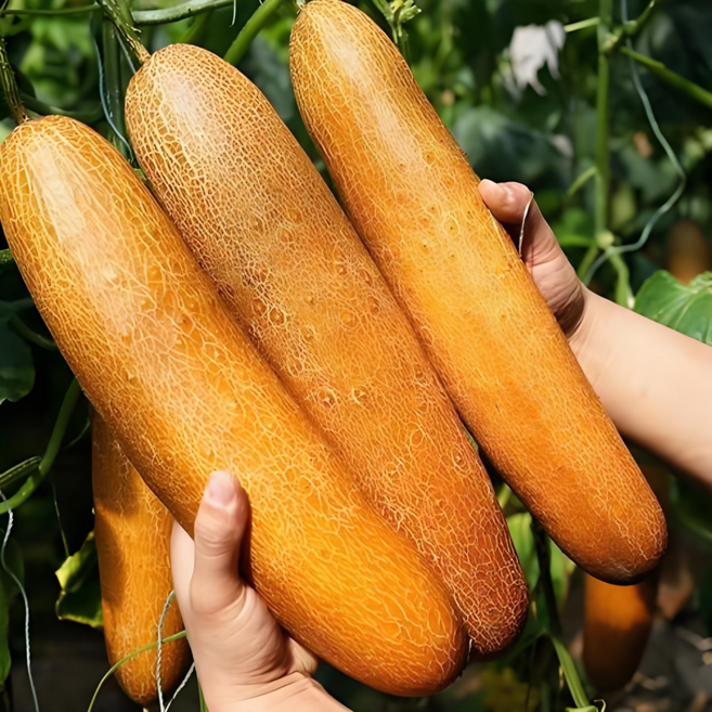 3위 - [한정특가] 국산 늙은 오이 노각, 1박스, 2kg