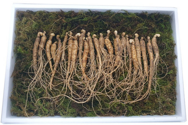 [임산물거래소] 국내산 산양산삼 장뇌삼 5-6년 (50g) 못난이산양삼 [고급한지쇼핑백증정], 1개