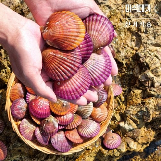 통영 활 가리비 세척 홍가리비, 선택2. 홍가리비 10kg, 1개
