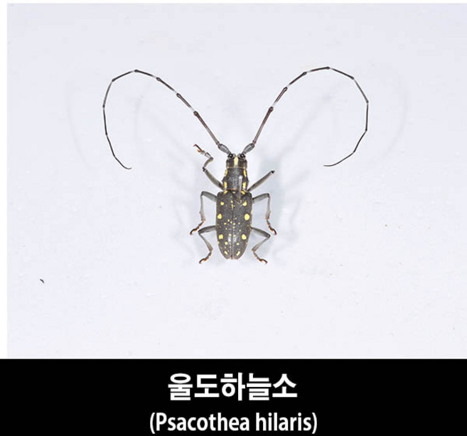 울도하늘소표본-Psacothea hilaris, 1개
