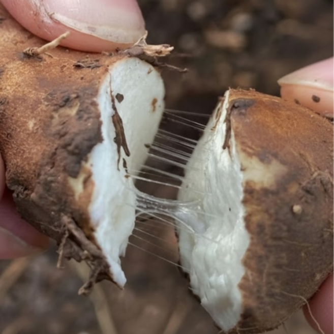 25년 국내산 안동 햇 산마, 1개, 산마(알뜰) 2kg