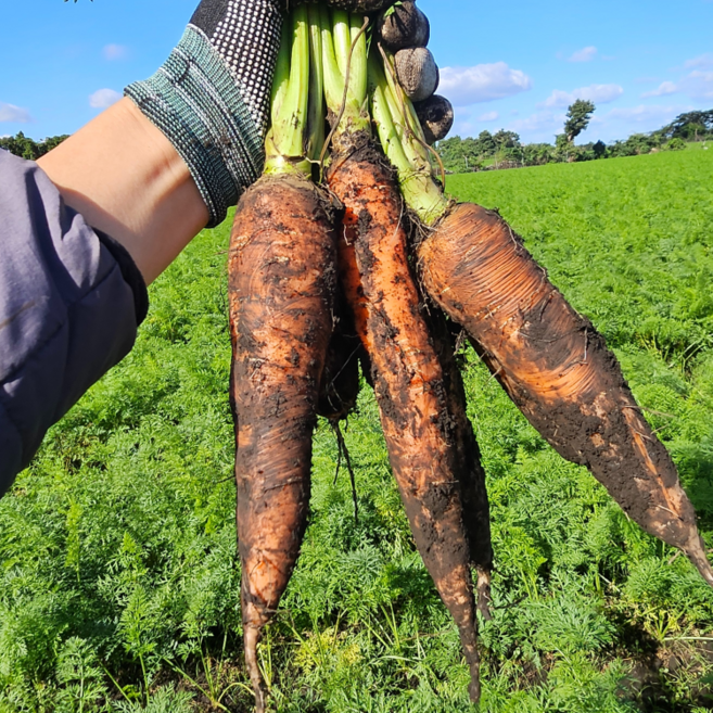 [산지직송] 25년 첫! 제주 구좌 당근, 1박스, (주스용) 10kg