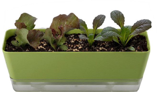 샵앤샵 상추키우기 텃밭세트 실내 미니화분 모종키트