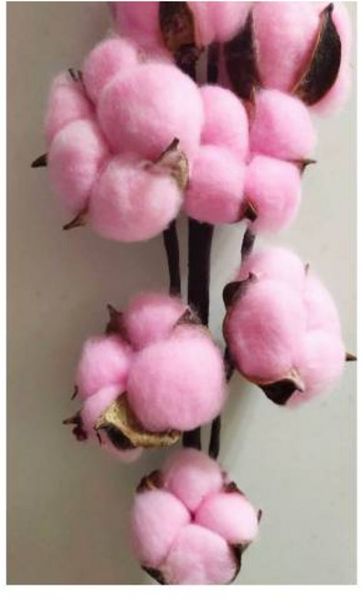 染色乾燥棉花 淡粉色 手作DIY花材 約4.5公分, 淡粉1朵-不含鐵絲