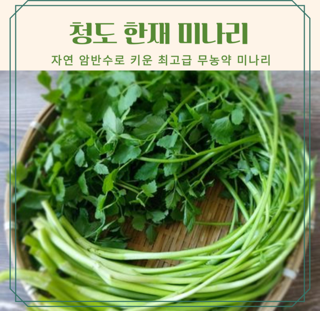 [무농약]청도 한재미나리 유기농 줄기아삭 암반수재배 산지직송500g 1kg 2kg, 1개, 500g