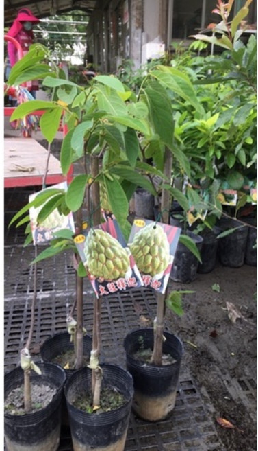 霏霏園藝 巨大釋迦盆栽 4吋半盆 輕鬆打造熱帶風情花園, 1個