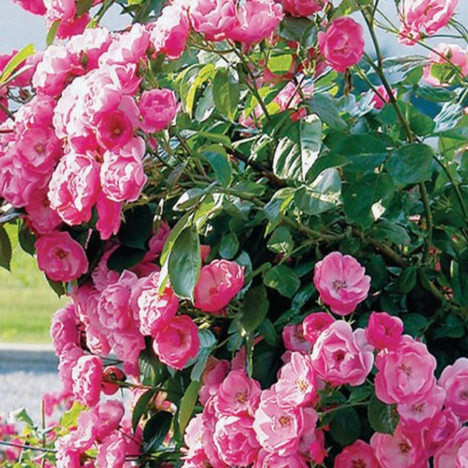 유럽 덩굴장미나무 사계 넝쿨 장미나무 묘목 안젤라 스칼렛 사하라, 사계넝쿨 안젤라(핑크)