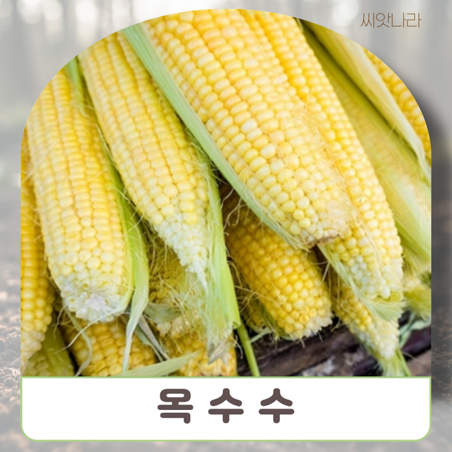 대학찰옥수수 씨앗 80립 맛좋은 오리지널 야생화 희귀 조경자재 꽃씨 들국화 캄파눌라, 1개