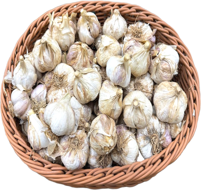 [Naturebasket] 남도종 마늘 한접(5kg) 김장용. 양념용, 1개, 한접(5kg) - 중