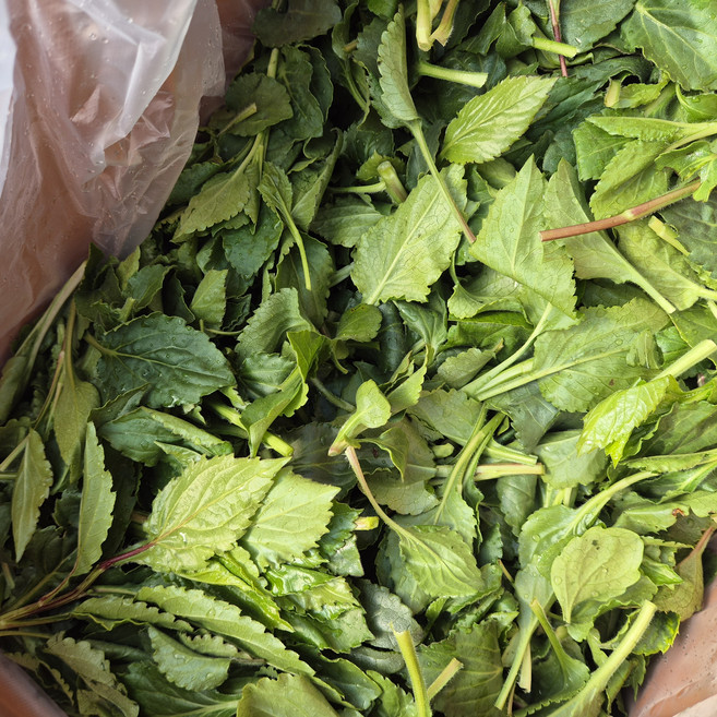 제주 애월 취나물, 4kg, 1개