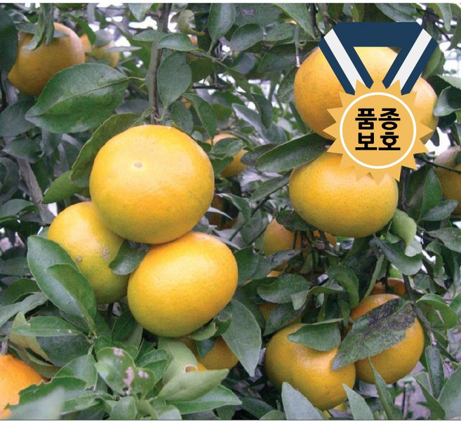 3년생 묘목 카라향/ 포트묘, 1개